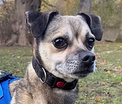 Staffy Steve, a 5 years old male Staffordshire Bull Terrier available for adoption from Good Life Dog Rescue in West Yorkshire