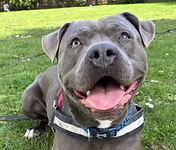 Bobby, a 3 years old male Staffordshire Bull Terrier X available for adoption from Good Life Dog Rescue in West Yorkshire