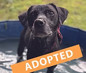Poppy, a 1 year old female Unknown available for adoption from Good Life Dog Rescue in West Yorkshire
