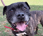 Hank, a 9 years old male Staffordshire Bull Terrier X available for adoption from Good Life Dog Rescue in West Yorkshire