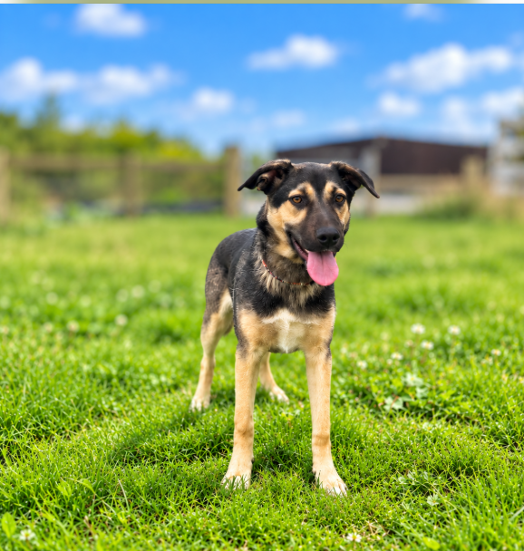 Dennis, a 10 months old male German Shepherd X available for adoption from Greenacres Rescue in Wales