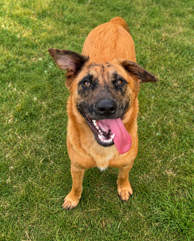 Fox, a 7 months old female Belgian Shepherd X available for adoption from Greenacres Rescue in Wales