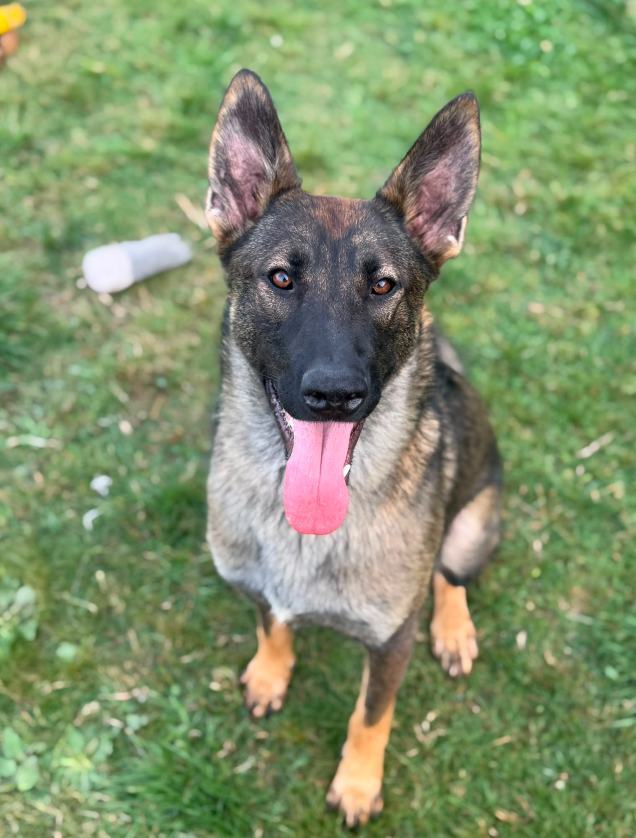 Bee, a 10 months old female Belgian Malinois X available for adoption from Greenacres Rescue in Wales