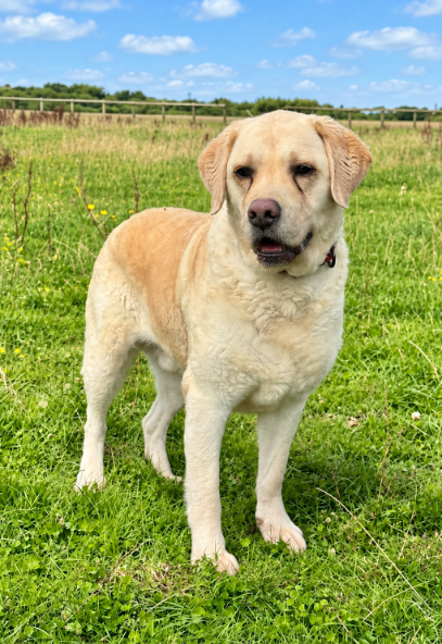 Benji, a 9 years old male Labrador available for adoption from Greenacres Rescue in Wales
