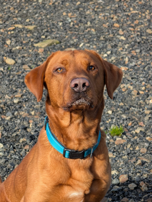 Finn, a 3 years old male Labrador available for adoption from Greenacres Rescue in Wales