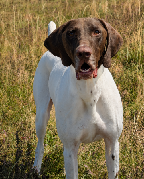 Brando, a 5 years old male Pointer available for adoption from Greenacres Rescue in Wales