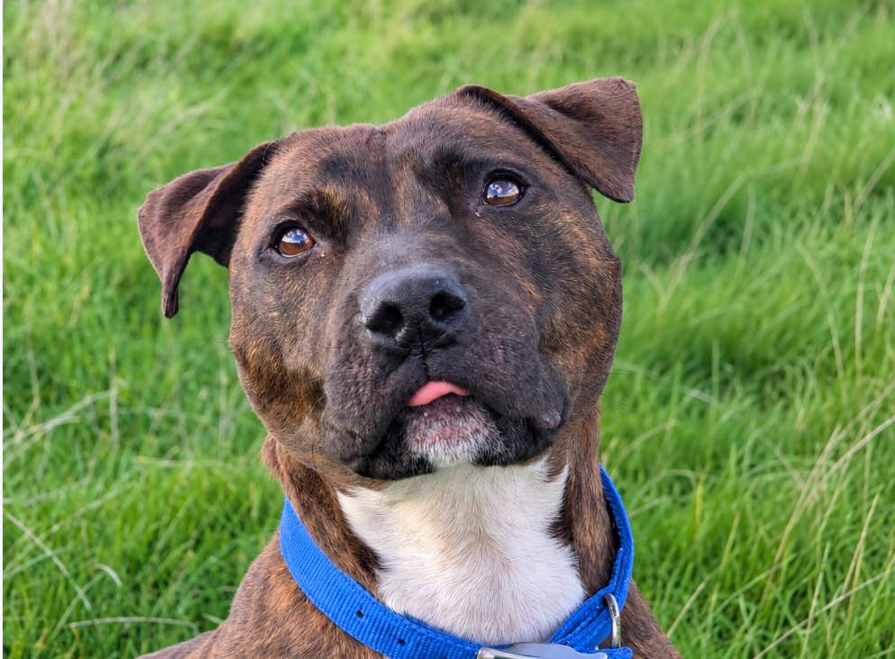 Brock, a 3 years old male Staffordshire Bull Terrier available for adoption from Greenacres Rescue in Wales