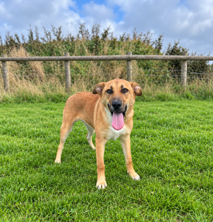 Delphine, a 10 months old female German Shepherd X available for adoption from Greenacres Rescue in Wales