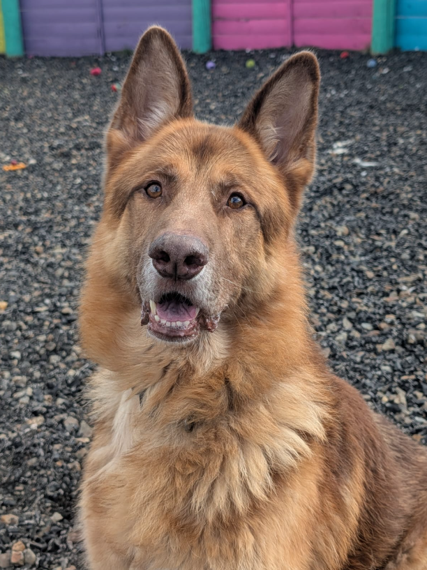 Llew, a 8 years old male German Shepherd available for adoption from Greenacres Rescue in Wales