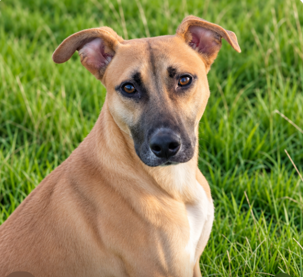 Pumpkin, a 1 year old male Lurcher available for adoption from Greenacres Rescue in Wales
