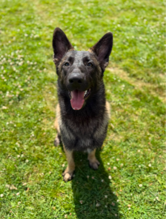Charlie, a 9 months old male German Shepherd X Belgian Malinois available for adoption from Greenacres Rescue in Wales