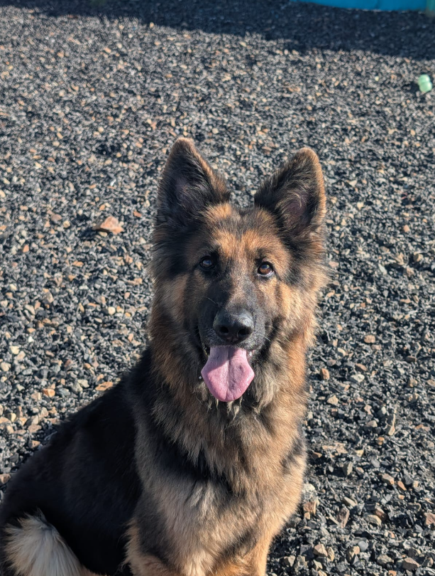 Llio, a 4 years old female German Shepherd available for adoption from Greenacres Rescue in Wales