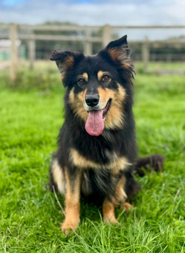 Raven, a female Collie X German Shepherd available for adoption from Greenacres Rescue in Wales