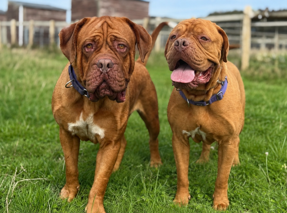 Mac And Honey, a Dogue De Bordeaux available for adoption from Greenacres Rescue in Wales