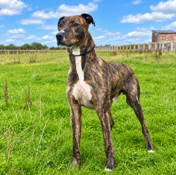 Albert, a 2 years old male Lurcher available for adoption from Greenacres Rescue in Wales