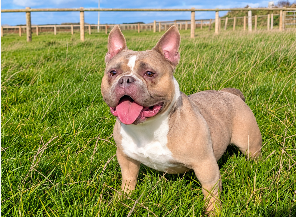 Tiana, a 3 years old female Pocket Bully available for adoption from Greenacres Rescue in Wales