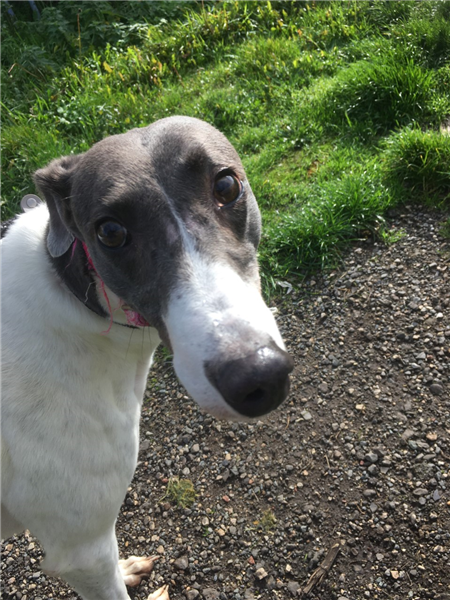 Tanya, a 7 years old female Greyhound available for adoption from Greyhound Trust in Wales