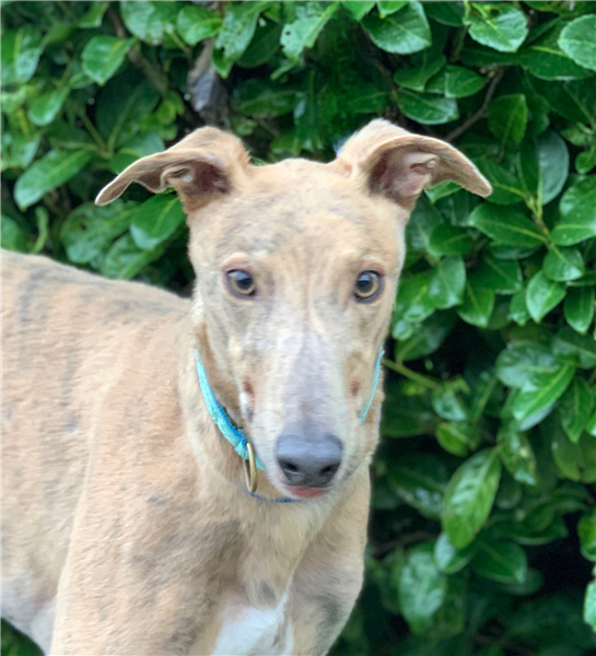 Sarge, a 29 years old male Greyhound available for adoption from Greyhound Trust in Wales
