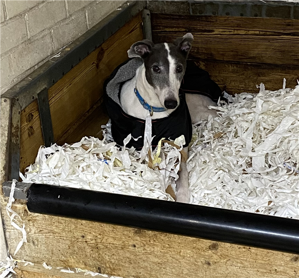 Biddy, a 5 years old female Greyhound available for adoption from Greyhound Trust in Wales
