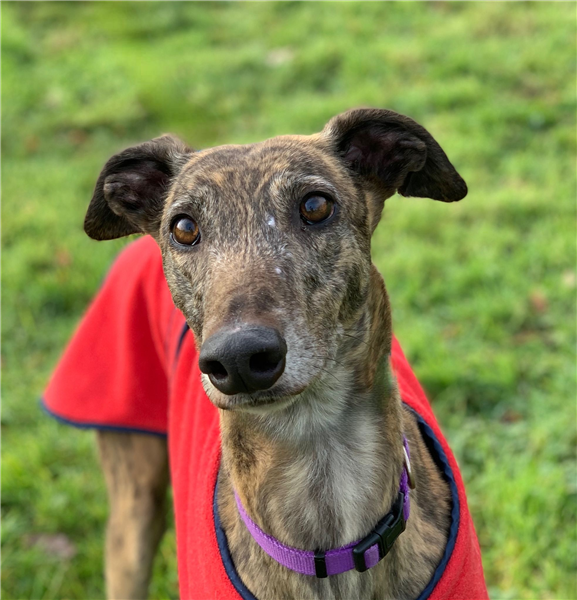 Ruby, a 5 years old female Greyhound available for adoption from Greyhound Trust in Wales