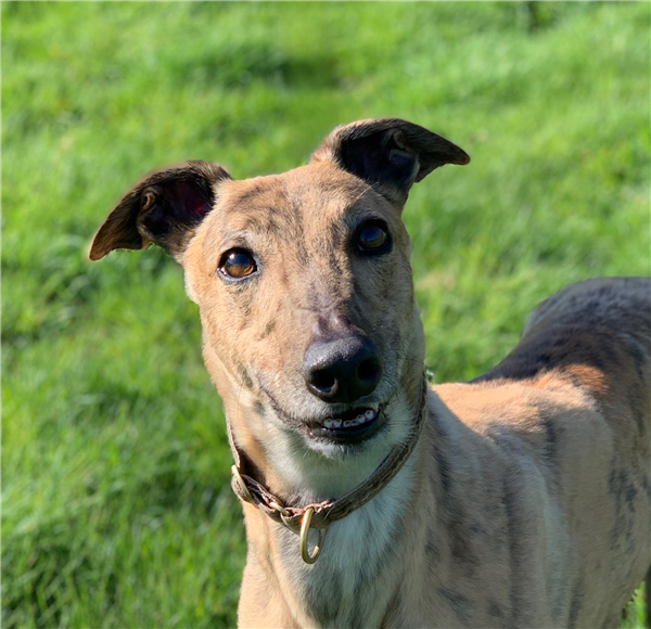 Buddy, a 3 months old male Greyhound available for adoption from Greyhound Trust in Wales