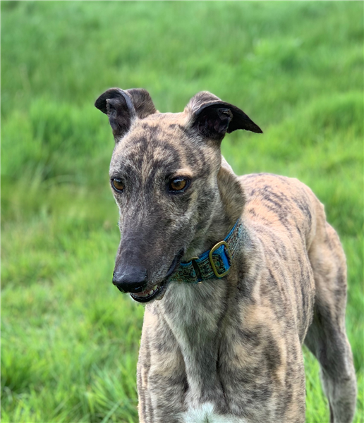 Bowen, a 4 years old male Greyhound available for adoption from Greyhound Trust in Wales