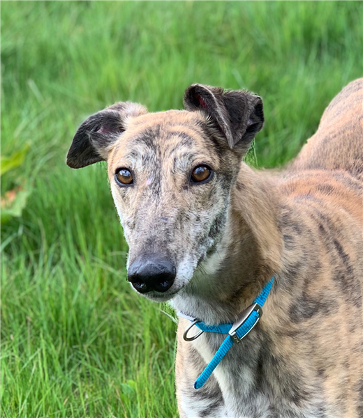 Skye, a 4 years old female Greyhound available for adoption from Greyhound Trust in Wales