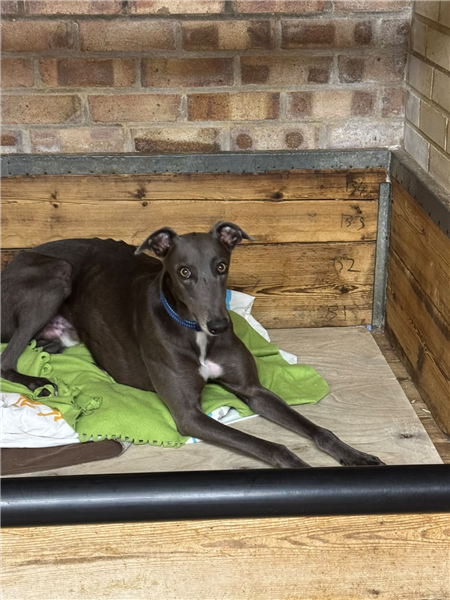 Blue, a 2 years old male Greyhound available for adoption from Greyhound Trust in Kent