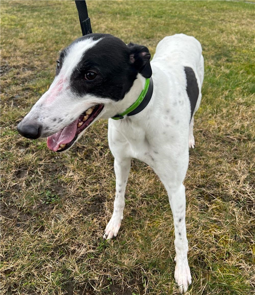 Markstreet Dan, a 5 years old male Greyhound available for adoption from Greyhound Trust in Wales
