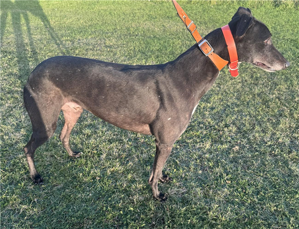 Able, a 6 years old male Greyhound available for adoption from Greyhound Trust in Wales