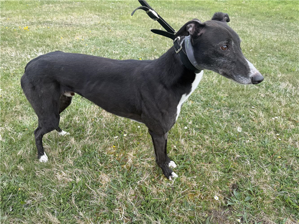 Romeo Rockstar, a 4 years old male Greyhound available for adoption from Greyhound Trust in Wales