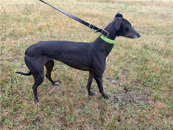 Swift Omerta, a 3 years old female Greyhound available for adoption from Greyhound Trust in Wales