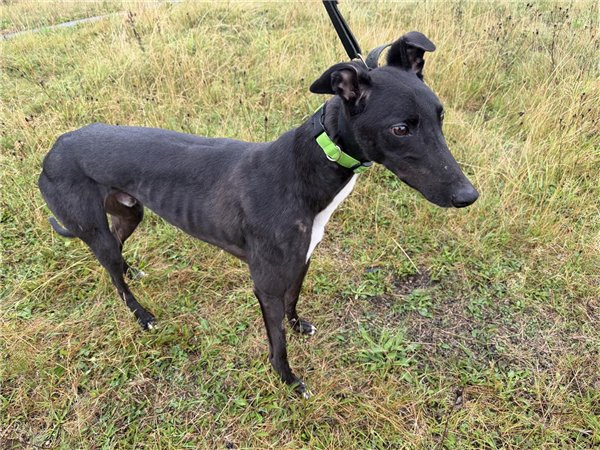Midas Miguel, a 4 years old male Greyhound available for adoption from Greyhound Trust in Wales