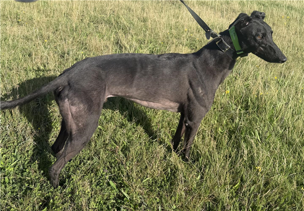 Drumnafern Blaze, a 5 years old male Greyhound available for adoption from Greyhound Trust in Wales