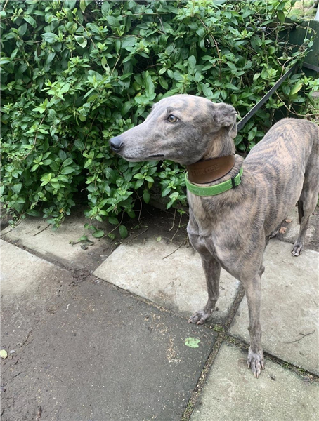 Evie, a 6 years old female Greyhound available for adoption from Greyhound Trust in Wales