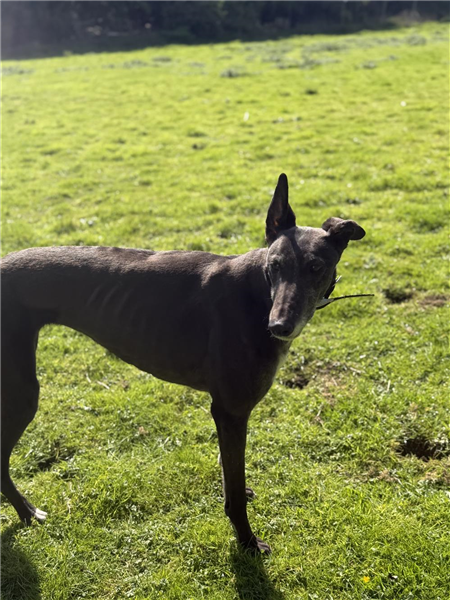 Ceilidh, a 5 years old female Greyhound available for adoption from Greyhound Trust in Wales