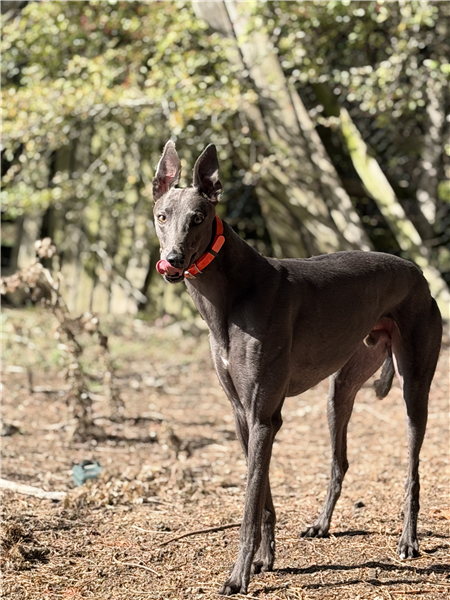 Blue, a 4 years old male Greyhound available for adoption from Greyhound Trust in County Durham
