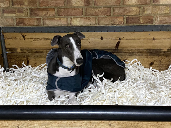 Jasper, a 2 years old male Greyhound available for adoption from Greyhound Trust in Wales