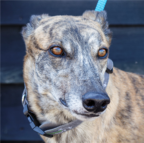 Carlos, a 4 years old male Greyhound available for adoption from Greyhound Trust in Wales
