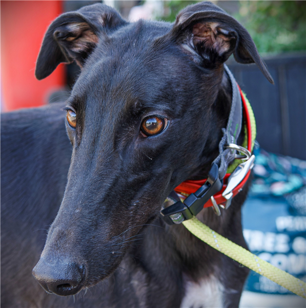 Mickey, a 7 years old male Greyhound available for adoption from Greyhound Trust in Wales