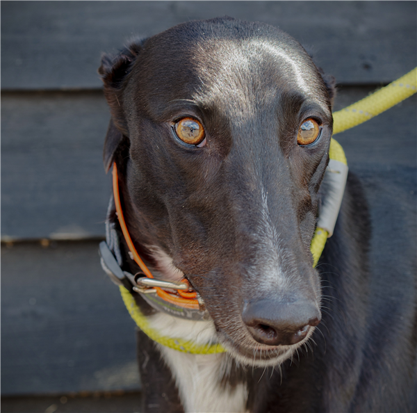 Jackpot, a 3 years old male Greyhound available for adoption from Greyhound Trust in Wales