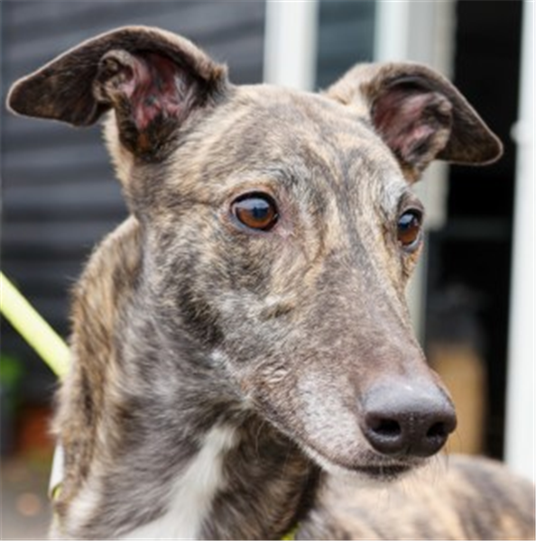 Sam, a 5 years old male Greyhound available for adoption from Greyhound Trust in Wales