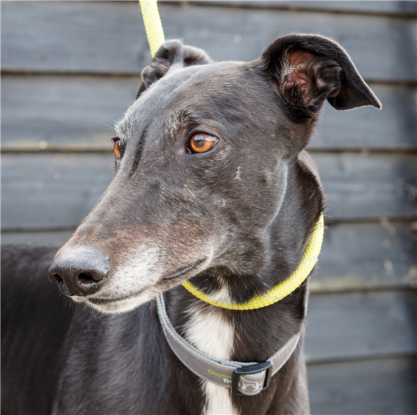 Butch, a 3 years old male Greyhound available for adoption from Greyhound Trust in Wales