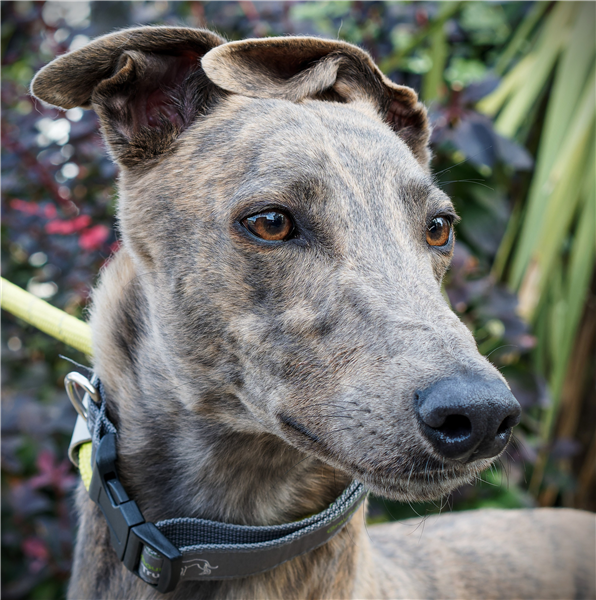 Bertie, a 2 years old male Greyhound available for adoption from Greyhound Trust in Wales