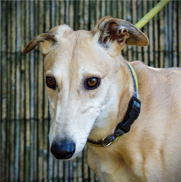 Peaches, a 4 years old female Greyhound available for adoption from Greyhound Trust in Wales