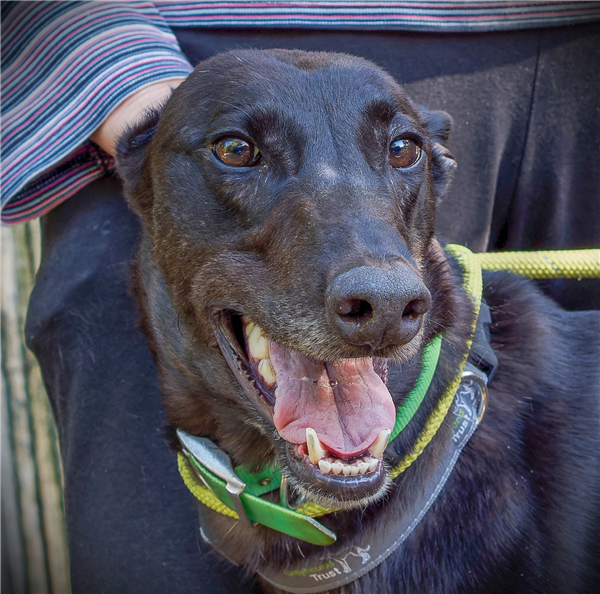 Larry, a 4 years old male Greyhound available for adoption from Greyhound Trust in Wales