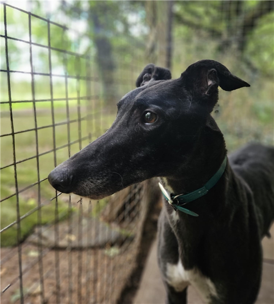 Trapper, a 5 years old male Greyhound available for adoption from Greyhound Trust in Wales
