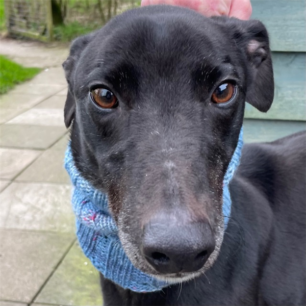 Raven, a 9 years old male Greyhound available for adoption from Greyhound Trust in Wales