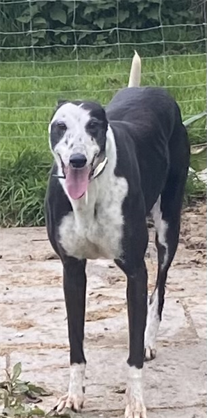 Indi, a 11 years old female Greyhound available for adoption from Greyhound Trust in Wales