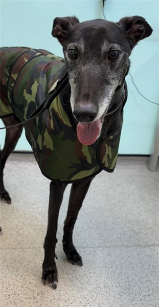 Boots (scooter), a 9 years old male Greyhound available for adoption from Greyhound Trust in Wales